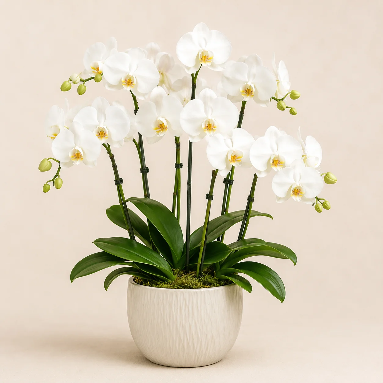 Orquídea phalaenopsis